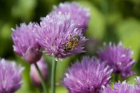 Honey Bee on Chives