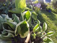 Hostas