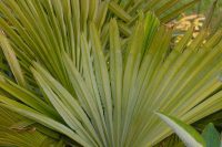 Palm