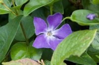 Periwinkle