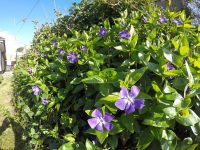 Periwinkle