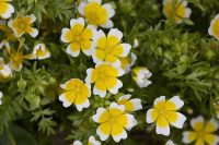 Poached Egg Plant