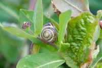 Snail