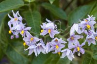 Solanum