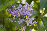 Solanum
