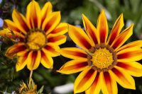 Bright Flowers