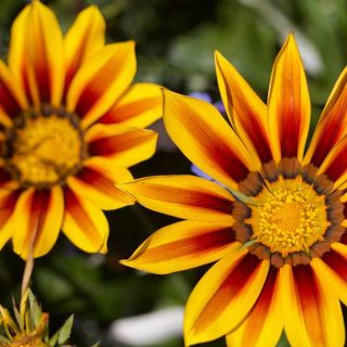 Bright Flowers