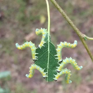 Caterpillars