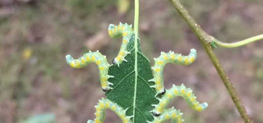 Caterpillars
