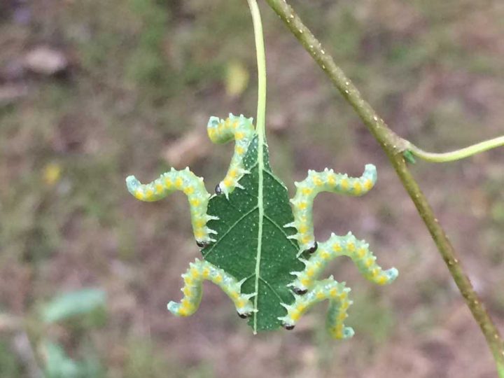 Caterpillars