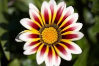 Cheerful Garden Flowers