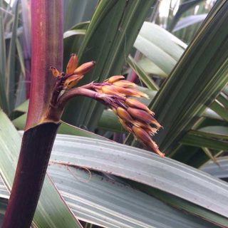 Phormium Flowers