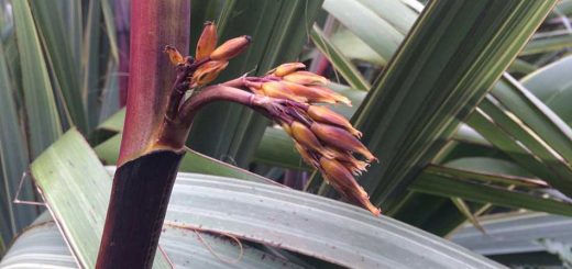 Phormium Flowers