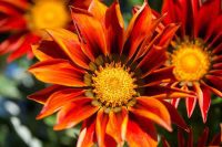 Garden Flowers