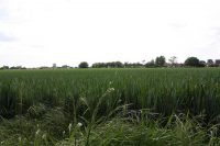Green Fields