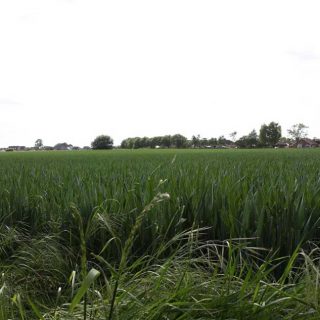Green Fields
