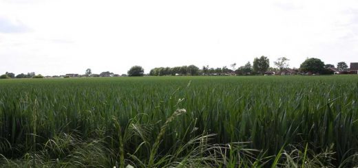 Green Fields