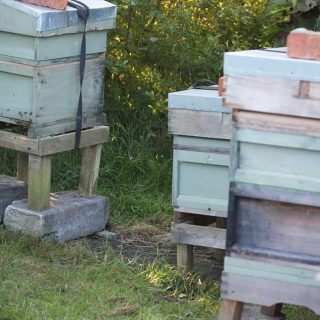 Hives