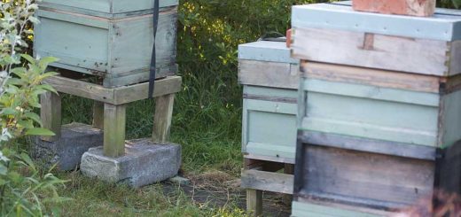 Hives