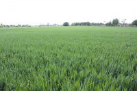 Lincolnshire Field