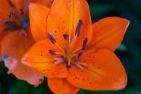Orange Lily