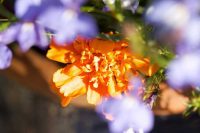 Orange Marigold