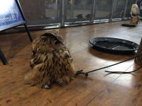 Owl