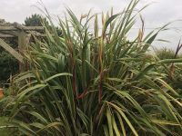 Phormium