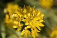 Lemon Yellow Allium