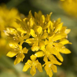Lemon Yellow Allium