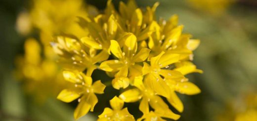 Lemon Yellow Allium