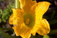 Yellow Courgette Flower