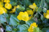 Lemon Creeping Jenny