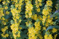 Lemon Loosestrife