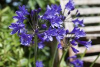 Agapanthus