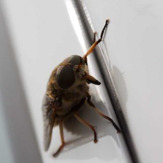 Bug-Eyes