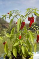 Chillis