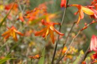 Crocosmia