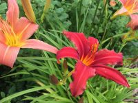 Day Lillies