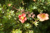 Garden Flowers