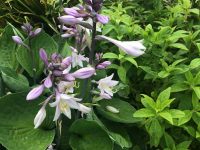 Hostas