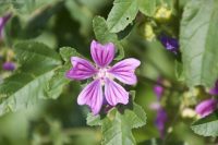 Mallow