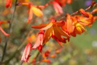 Orange Crocosmia