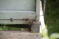 Pesky Bees