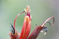 Phormium