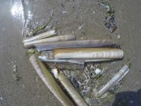 Razor Clams