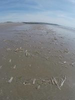 Razor Clams on Beach