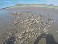 Razor Clam Shells