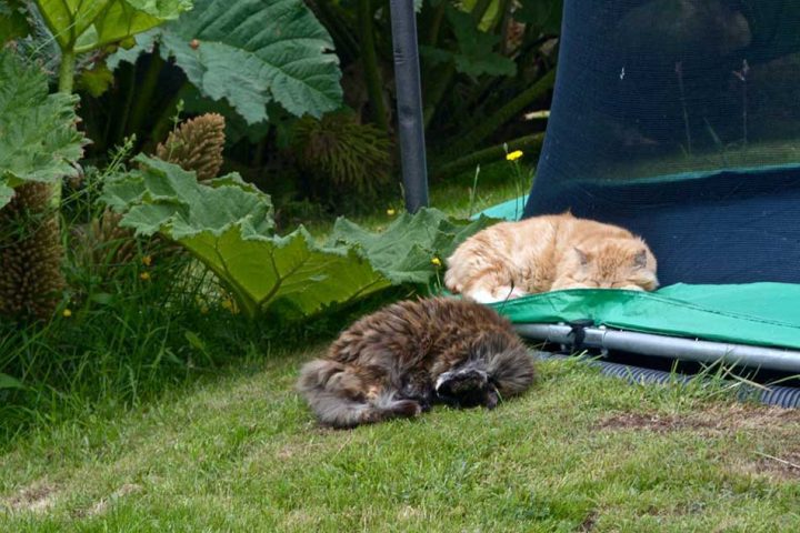 Sleepy Cats
