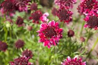 Summer Colours